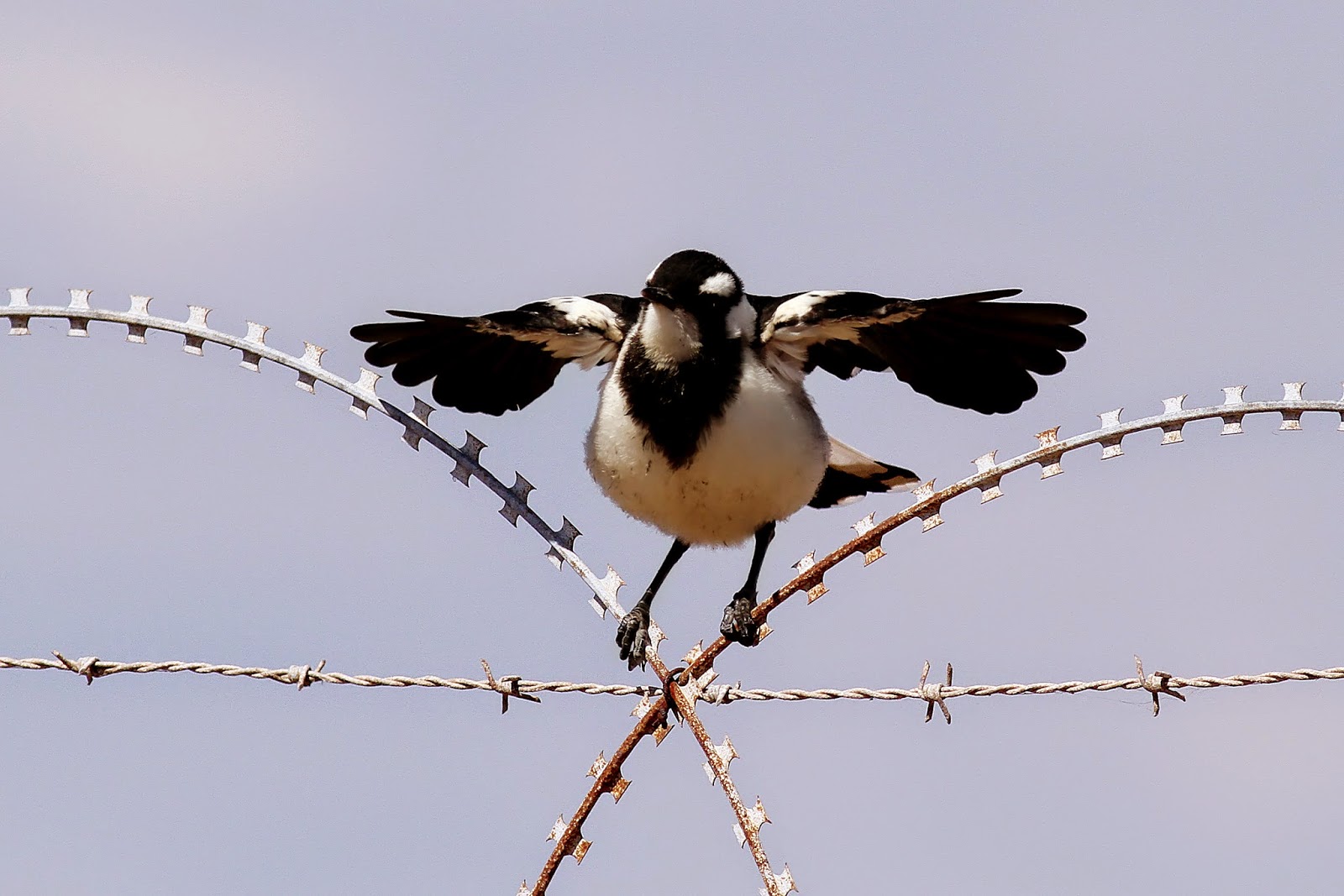 The Magpie Lark — Steemit